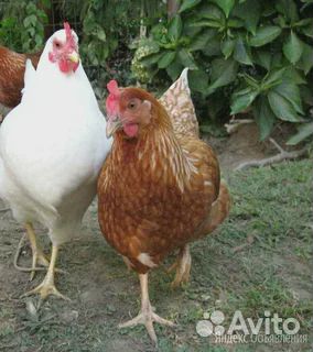 Куры несушки продам