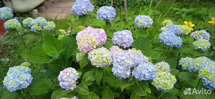 Гортензия крупнолистная