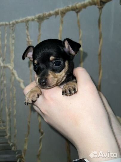 Мини той-терьер щенки