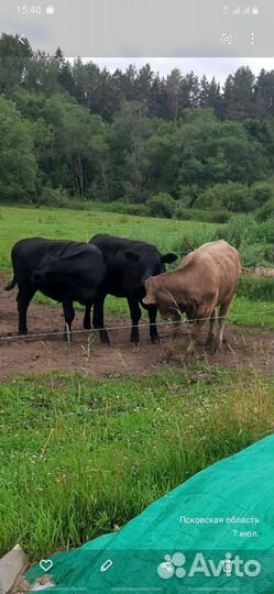 Телята абердин ангус и ангус смесь шерале