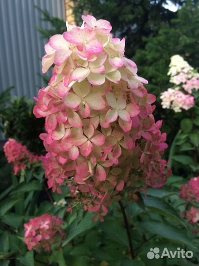 Гортензия саженцы