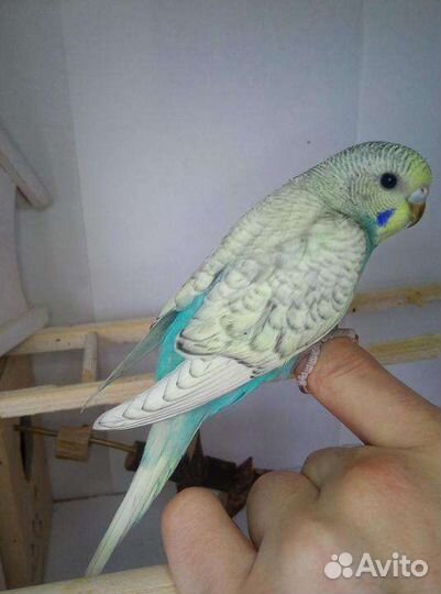 Волнистые попугайчики от заводчика