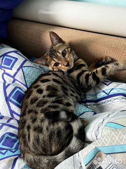 Бенгальские котята
