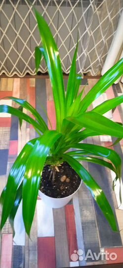 Винтовая пальма - панданус