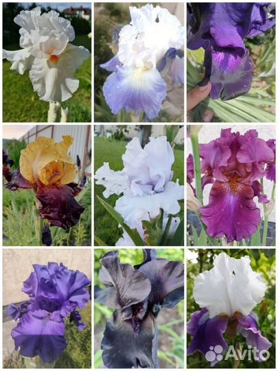 Ирис
