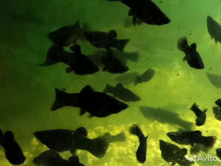 Живородящие рыбки