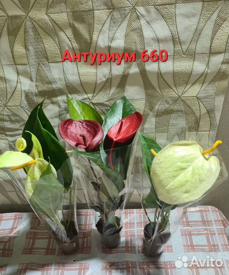 Комнатные цветы