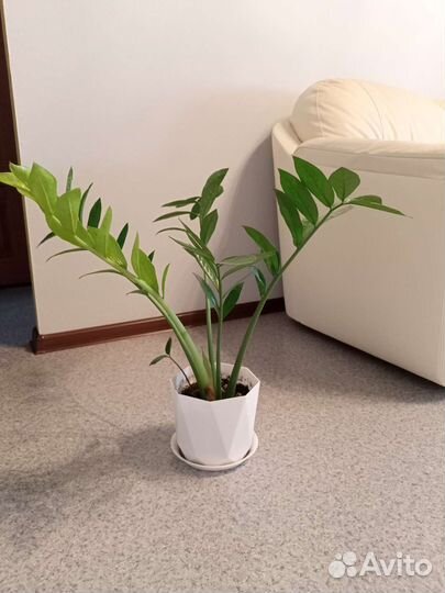 Замиокулькас