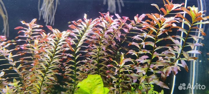 Аквариумное растение