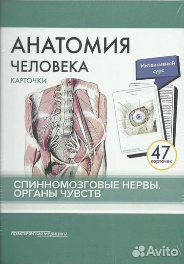 Карточки по анатомии