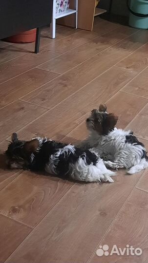 Бивер Йорк девочка