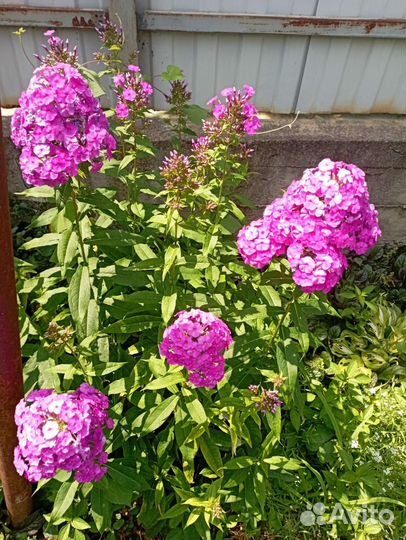 Комнатные растения цветы