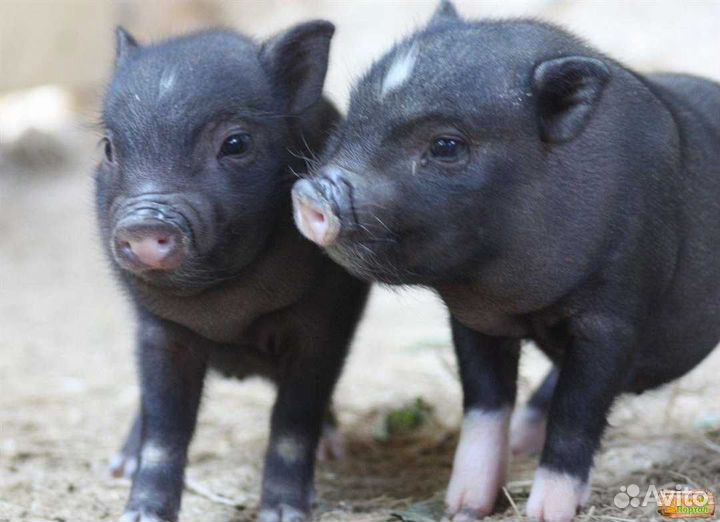 Сельхоз животные телята