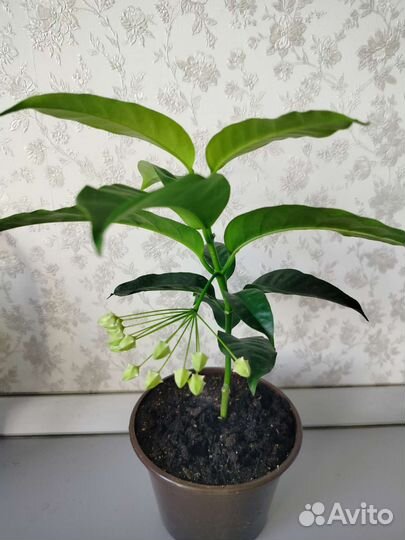 Хойя мультифлора