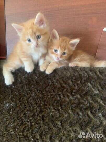 В добрые руки