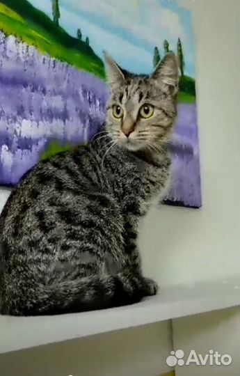 Кошка стерилизованная