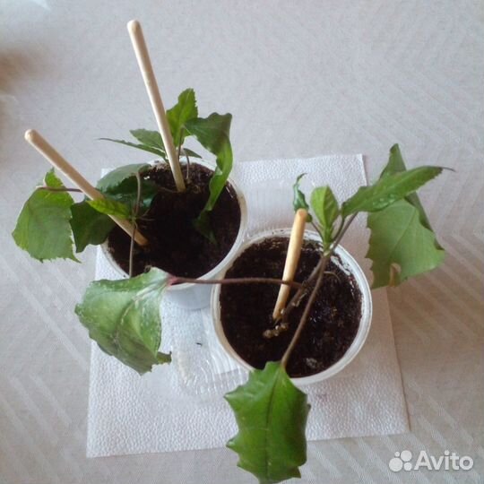 Гибискус китайская роза обмен