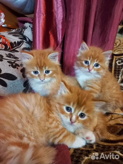 Котята