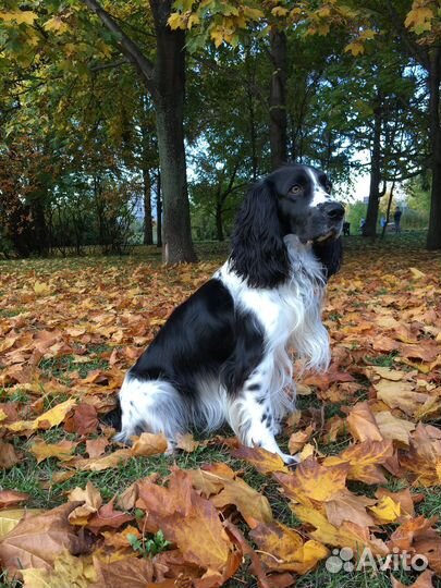 Русский охотничий спаниель, вязка