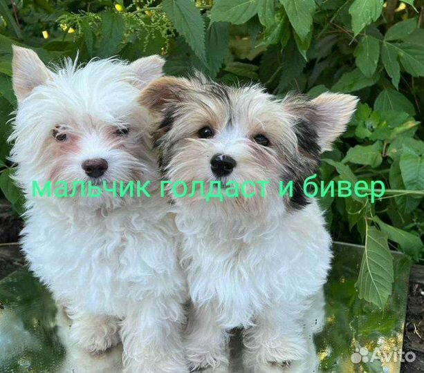 Йоркширский терьер