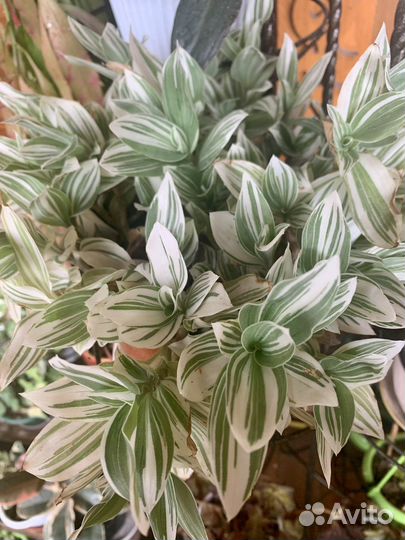 Псевдоэрантемум, педилантус и др