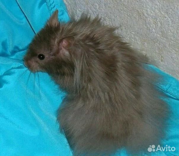 Клетки новые для хомяка