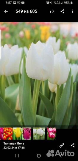 Тюльпаны оптом предзаказ к 8 марта