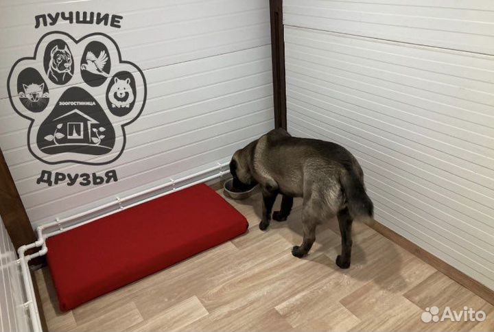 Зоогостиница для животных передержка