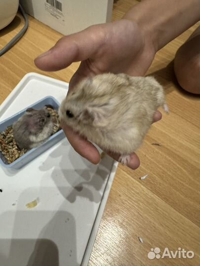 Джунгарский хомяк