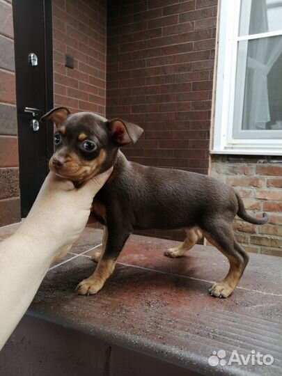 Той-терьер щенки