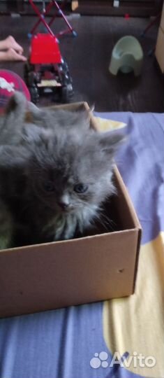 Отдам бесплатно