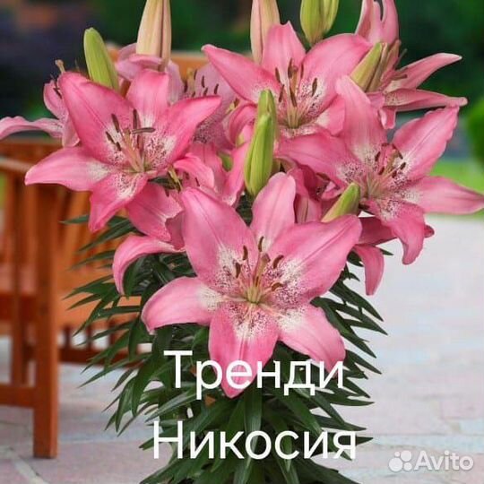 Луковицы низкорослых лилий