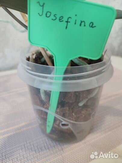 Орхидея фаленопсис детка