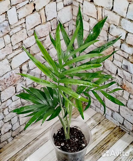 Пальма хамедорея