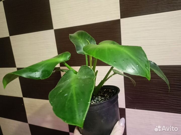 Филодендрон