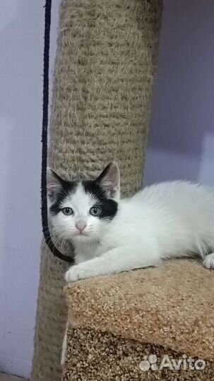 Котята бесплатно