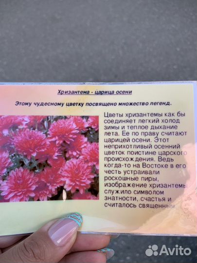 Хризантема