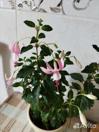 Бегония, фуксия