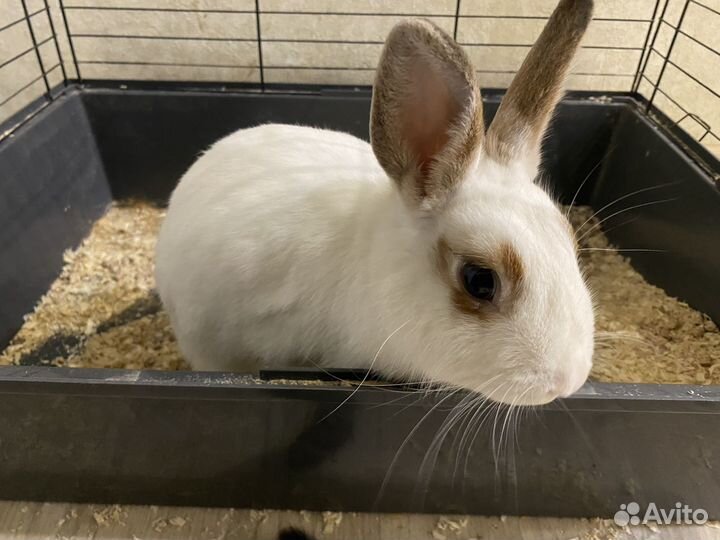 Декоративный Кролик