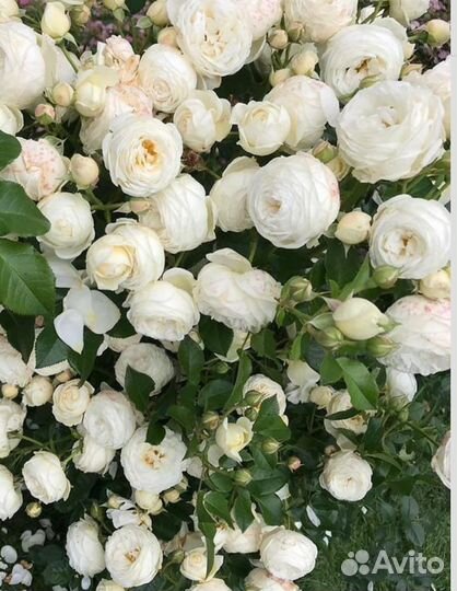 Роза Артемис-обильноцветущий шраб