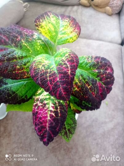 Новые сорта колеусов