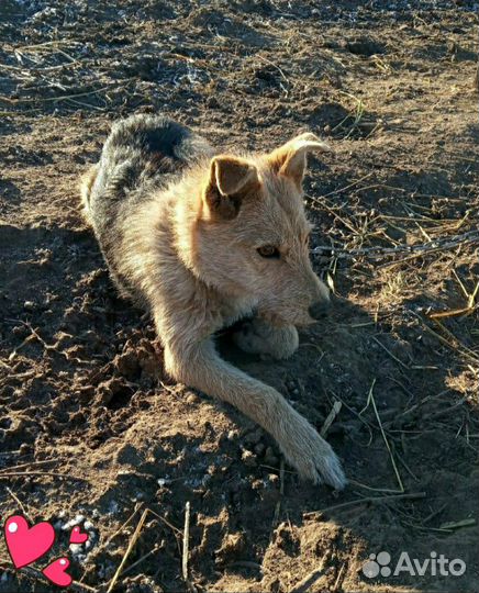 Стерилизованная молодая собака в добрые руки