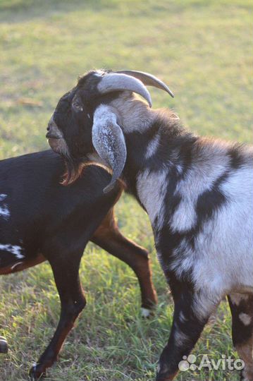 Англо нубийский козел