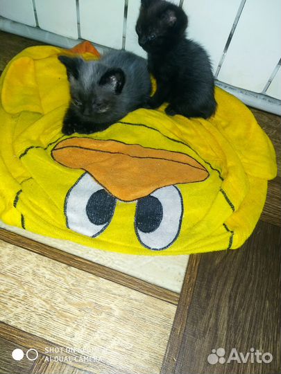 Котята в добрые руки даром бесплатно