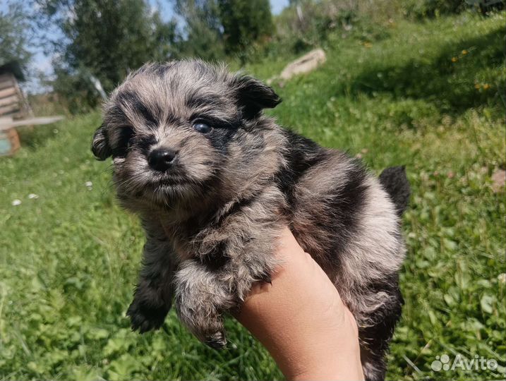 Мраморный шпиц