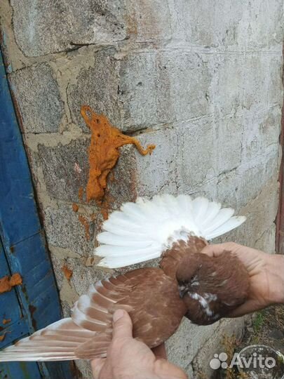 Продажа голубей