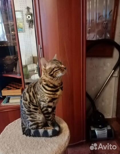 Бенгальский кот Вязка