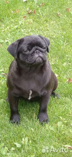 Щенок мопса девочка