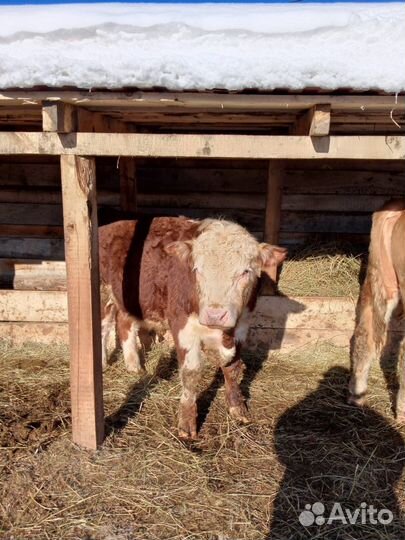 Быки на племя