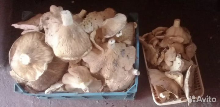 Грибы грузди свежие